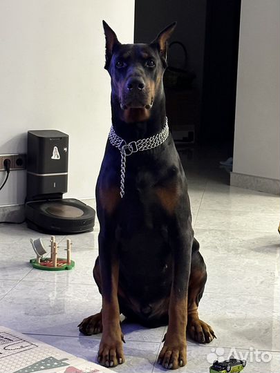 Доберман вязка