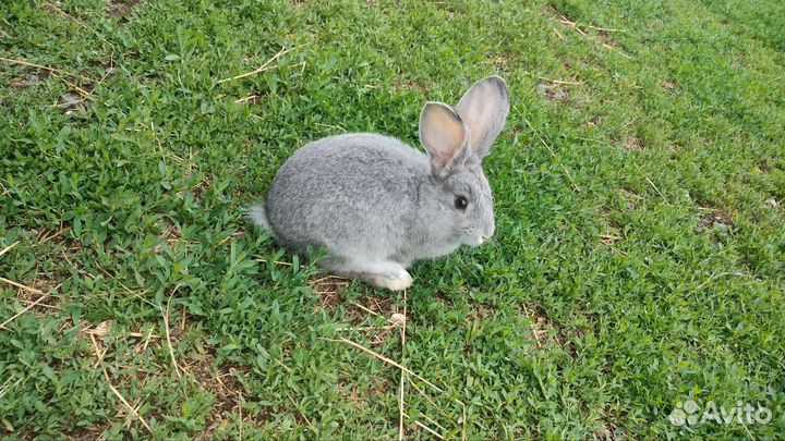 Кролики мясных пород