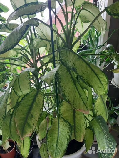 Диффенбахия