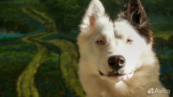 Фотограф СПБ / косплей / животные