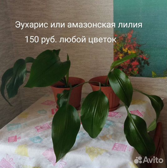 Комнатные растения разные