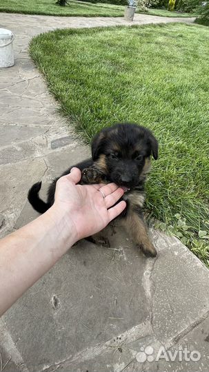 Немецкая овчарка
