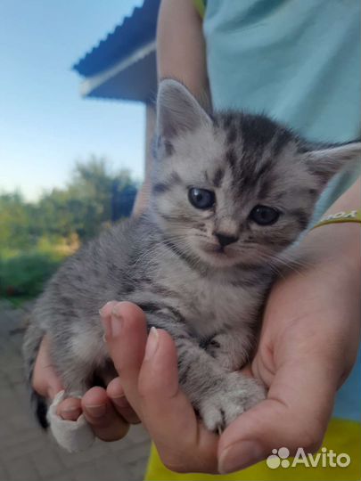 Кошки в добрые руки бесплатно
