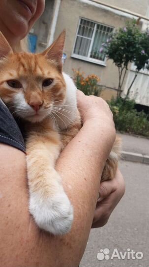 Очаровательный котик-подросток в дар