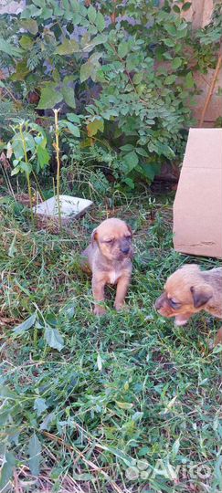 В добрые руки щенки