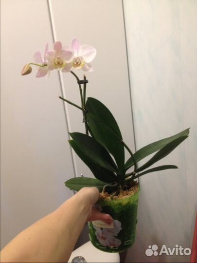 Бльшая орхидея фаленопсис набивает пушистый цветон