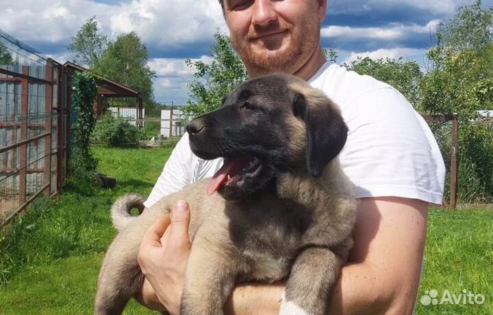 Щенки Турецкого кангала