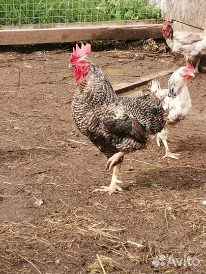 Петух доминант