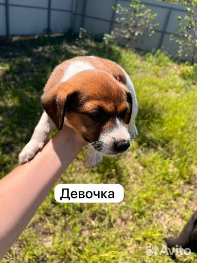 Щенки в добрые руки даром