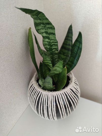 Сансевиерия щучий хвост