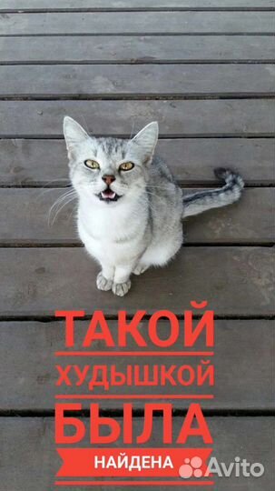 Пухлые щечки ищет дом