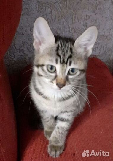 Котята