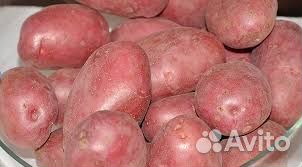 Семенной картофель