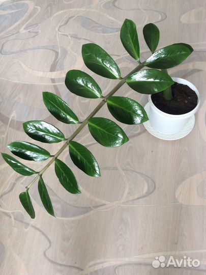 Комнатные растения цветы