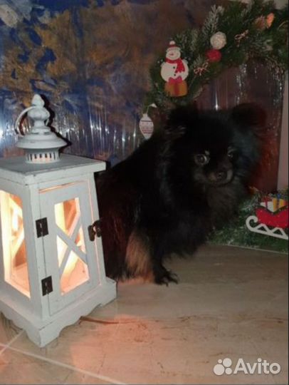 Померанский шпиц девочка