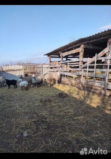 Бараны, овцы