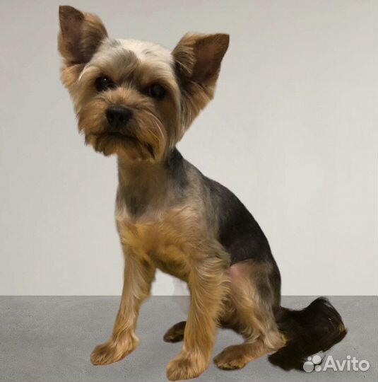 Стрижка собак и кошек