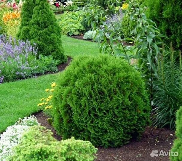 Саженцы декоративных культур