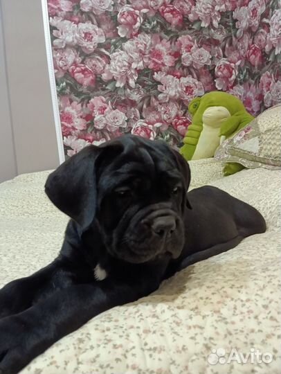 Щенки кане корсо