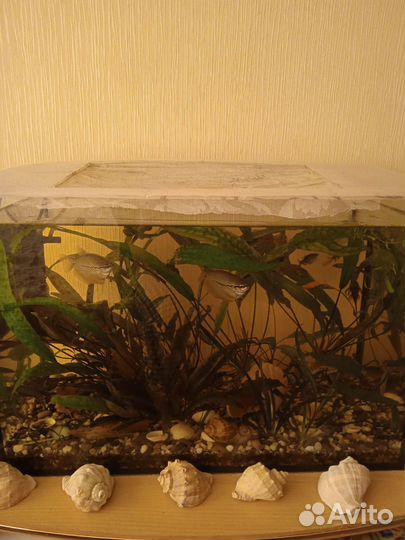 Аквариум