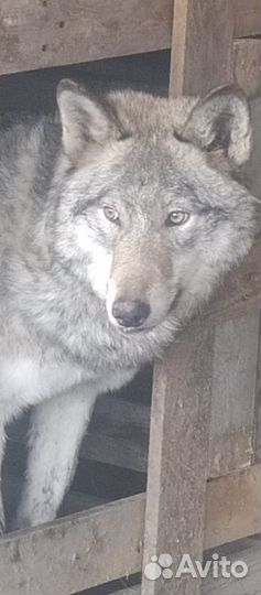 Волкособ черный