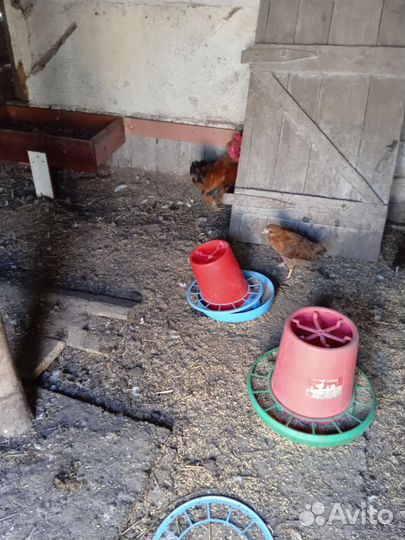 Куры молодки