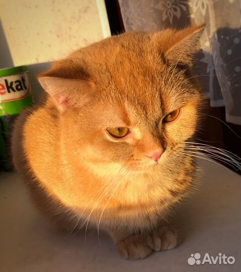 Шотландский прямоухий кот