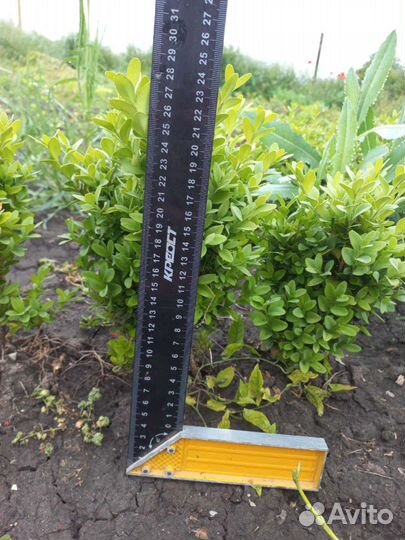 Саженцы самшита