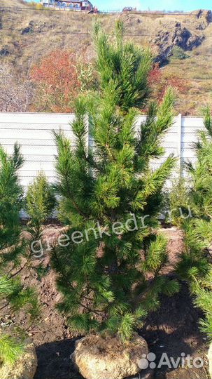 Кедр Сибирский 180-220см Экстра класс