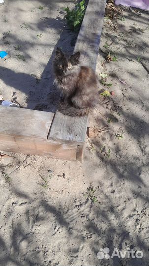 Отдам бесплатно