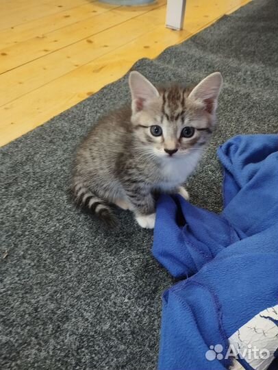 Котята ищут любящих хозяев