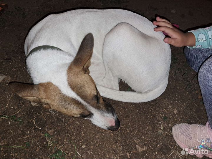 Собаки бесплатно