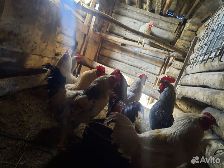 Петушки-куры