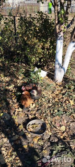 Продам кур и цыплят