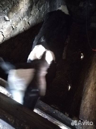 Телочка голштин