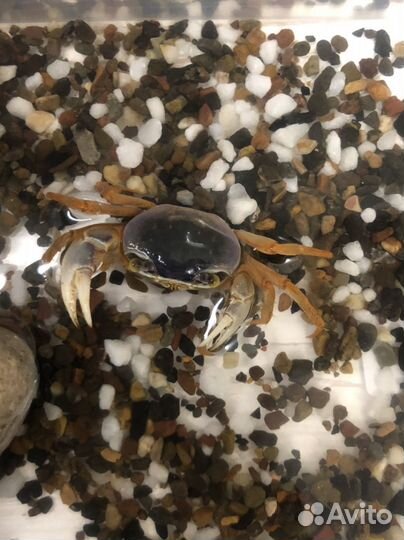 Радужный краб