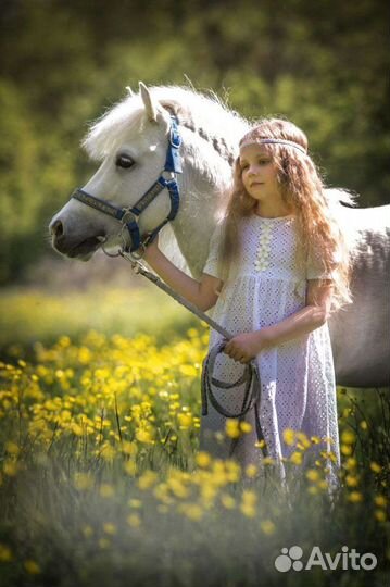 Прокат пони
