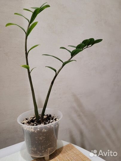 Замиокулькас