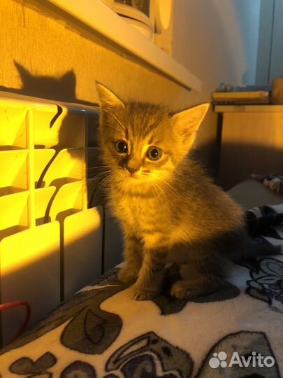 Самые лучшие котята в добрые руки