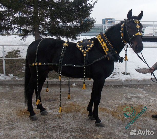 Упряжь Выездная с хомутом №3