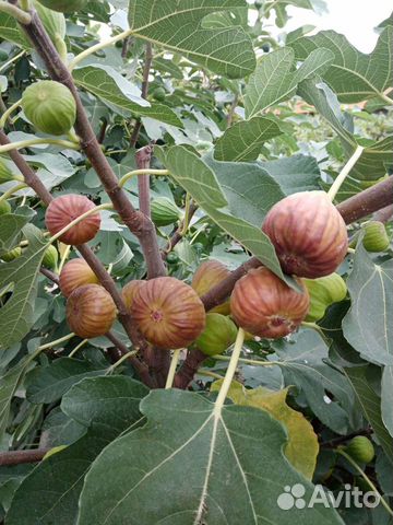 Саженцы инжира