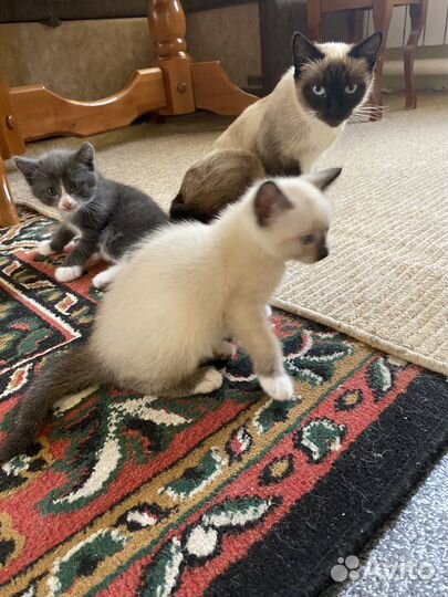 Котята в добрые руки