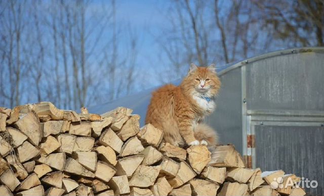 Дрова в наличии, любой объем от 1 куба артикул 607