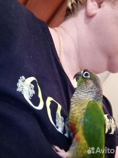 Пиррура замечательный малыш.Не кусается вообще