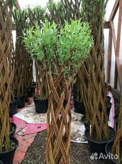 Плетёная ива