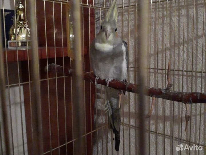 Потерялся Попугай корелла