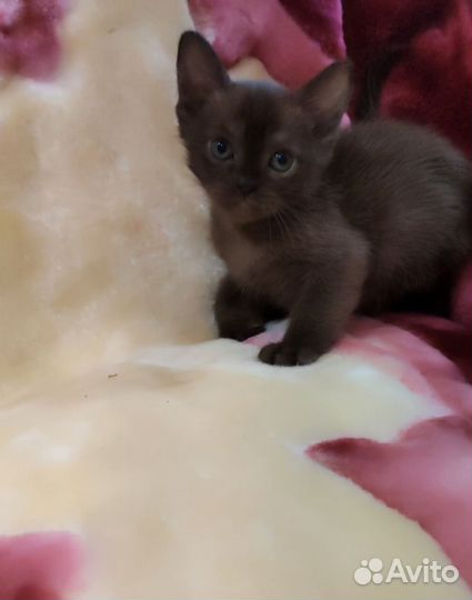 Бурманские котята