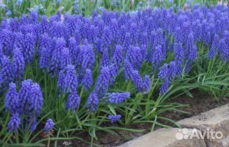 Луковицы Мускари