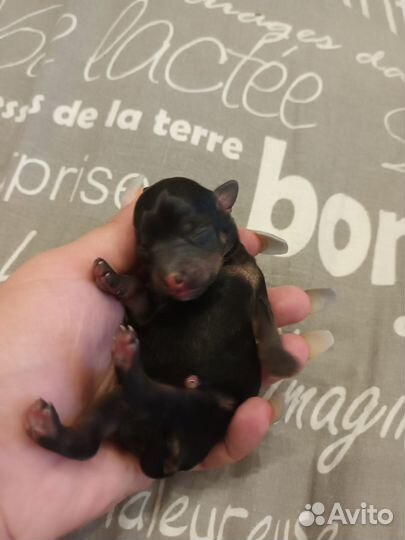 Щенки мини той-терьер