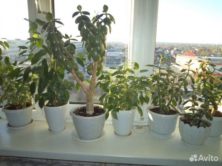 Комнатные цветы